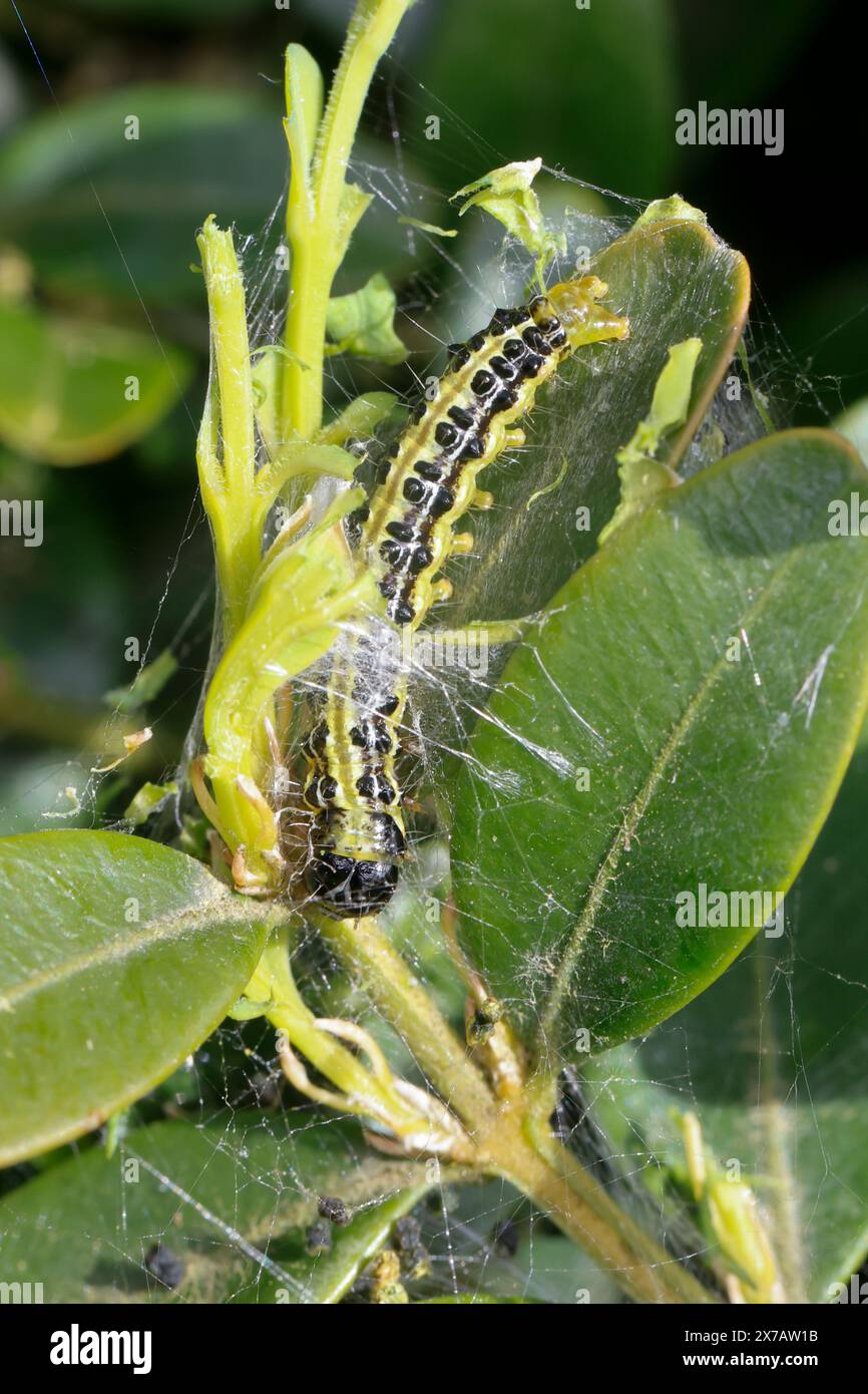 Buchsbaumzünsler, Buchsbaum-Zünsler, Raupe frisst an Buchsbaum, Buchs, Cydalima perspectalis, Phacellura advenalis, Neoglyphodes perspectalis, box tre Stock Photo