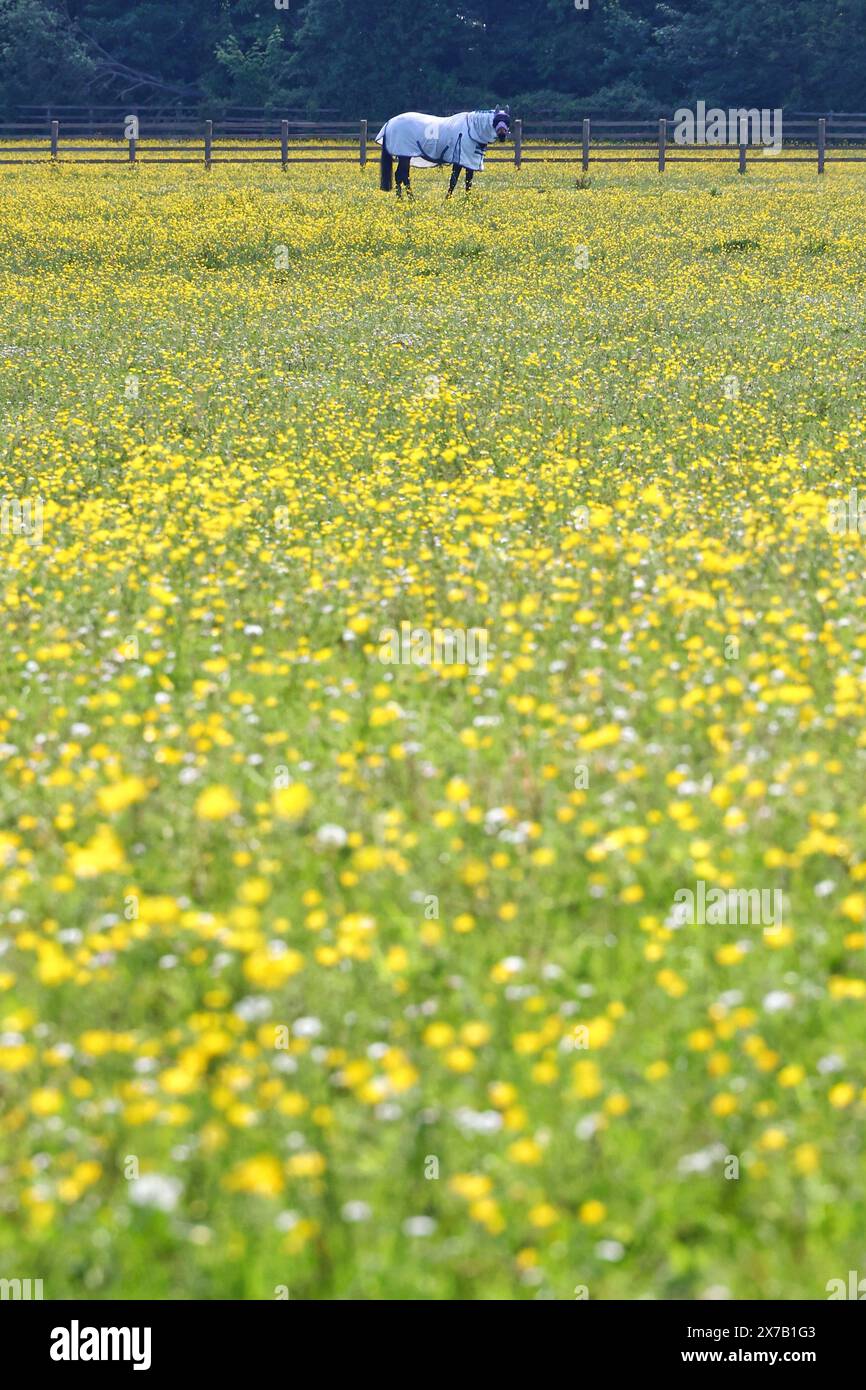 Alphington near Exeter, Devon, UK. 19th May, 2024. UK Weather: Buttercups and sunshine at Alphington near Exeter, Devon. Credit: nidpor/Alamy Live News Stock Photo