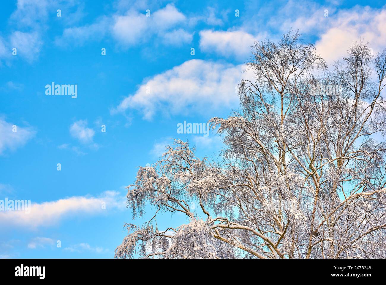 Clouds in sky, tree branches and winter with growth or sustainability ...