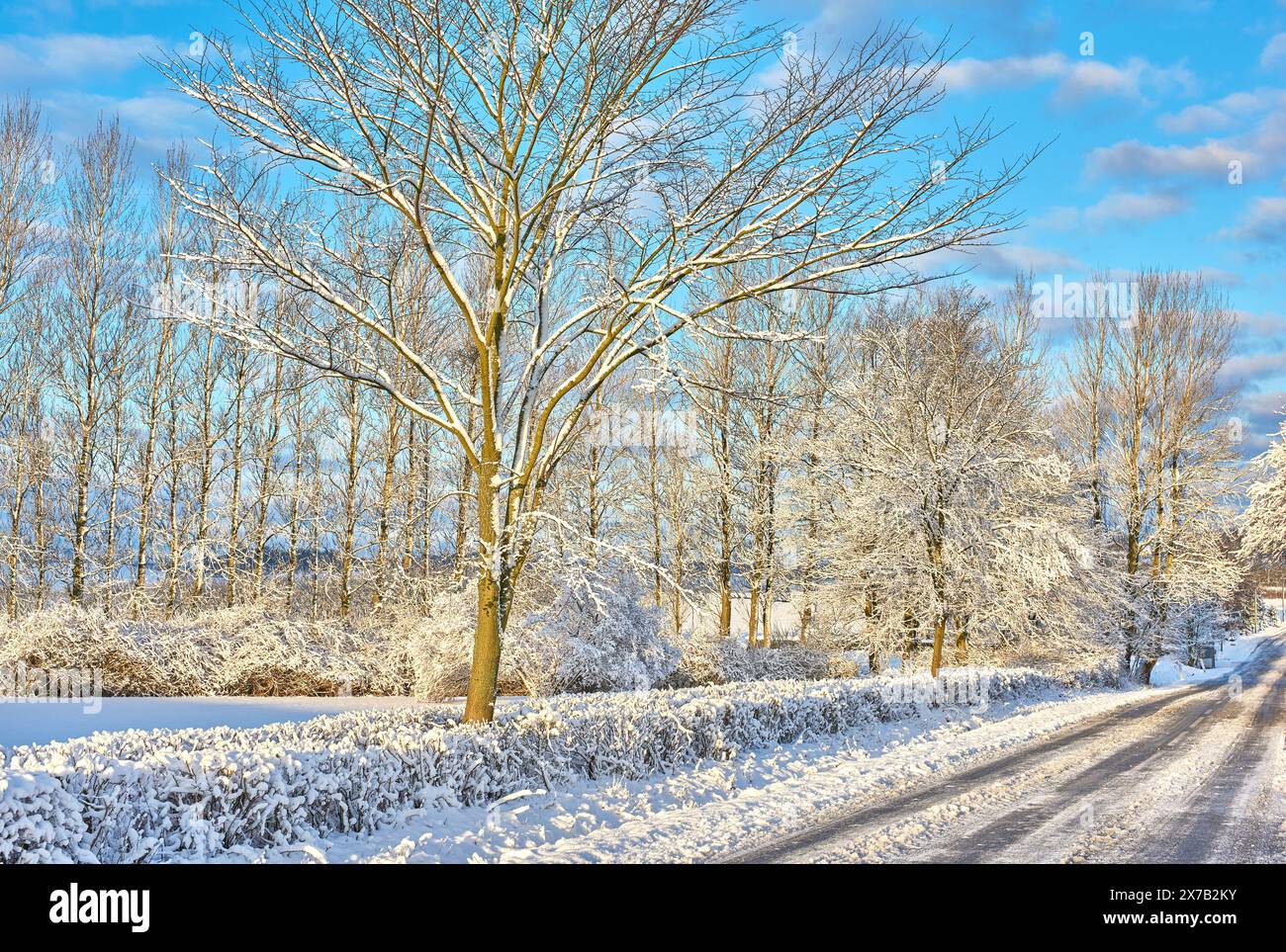 Snow, wallpaper and winter with trees of environment for cold season or ...