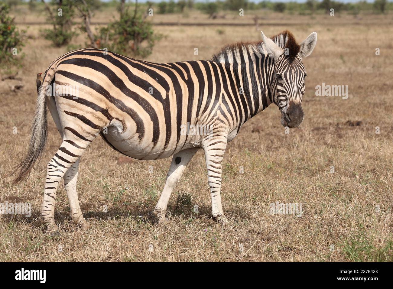 Steppenzebra / Burchell's zebra / Equus quagga burchellii Stock Photo ...