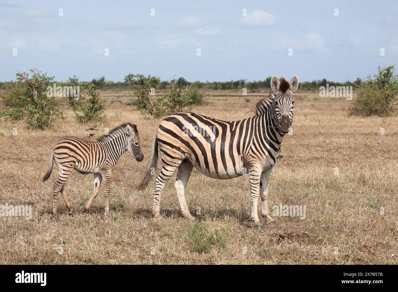 Steppenzebra / Burchell's zebra / Equus quagga burchellii Stock Photo ...