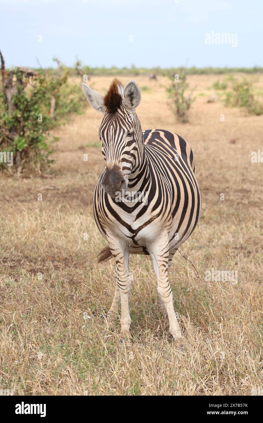 Steppenzebra / Burchell's zebra / Equus quagga burchellii Stock Photo ...