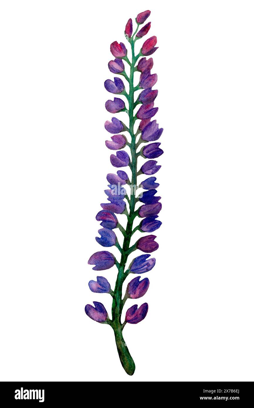A watercolor painting of a purple flower with vibrant green leaves set ...