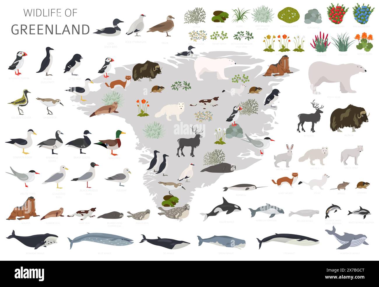 Greenlandic Geography. Design of Greenland wildlife. Animals, birds and ...