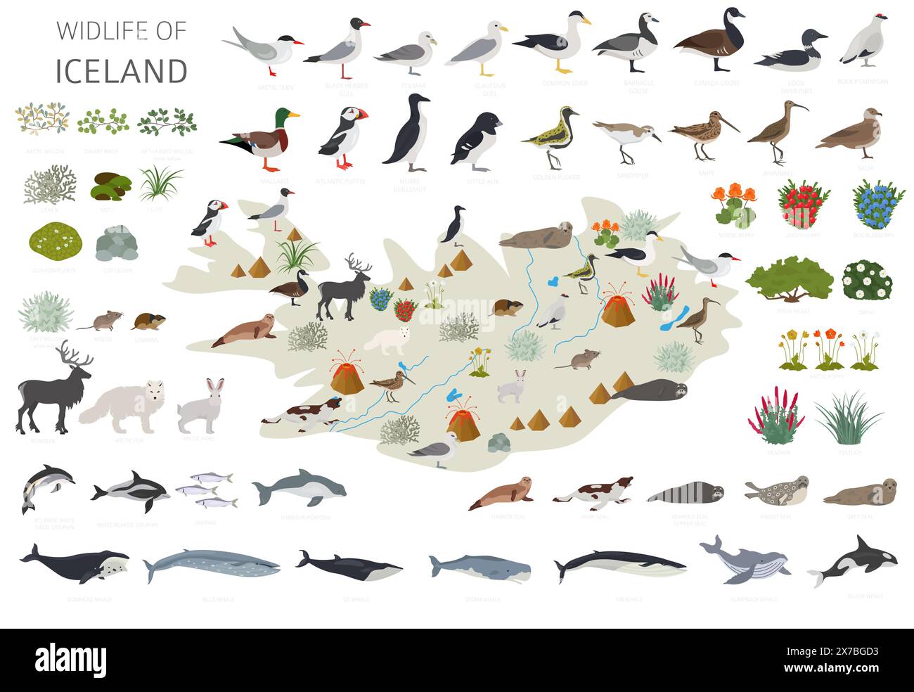 Flat design of Iceland wildlife. Animals, birds and plants constructor elements isolated on white set. North Atlantic nature. Vector illustration Stock Vector