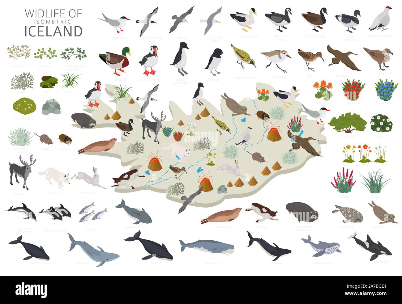Isometric design of Iceland wildlife. Animals, birds and plants constructor elements isolated on white set. North Atlantic nature. Vector illustration Stock Vector