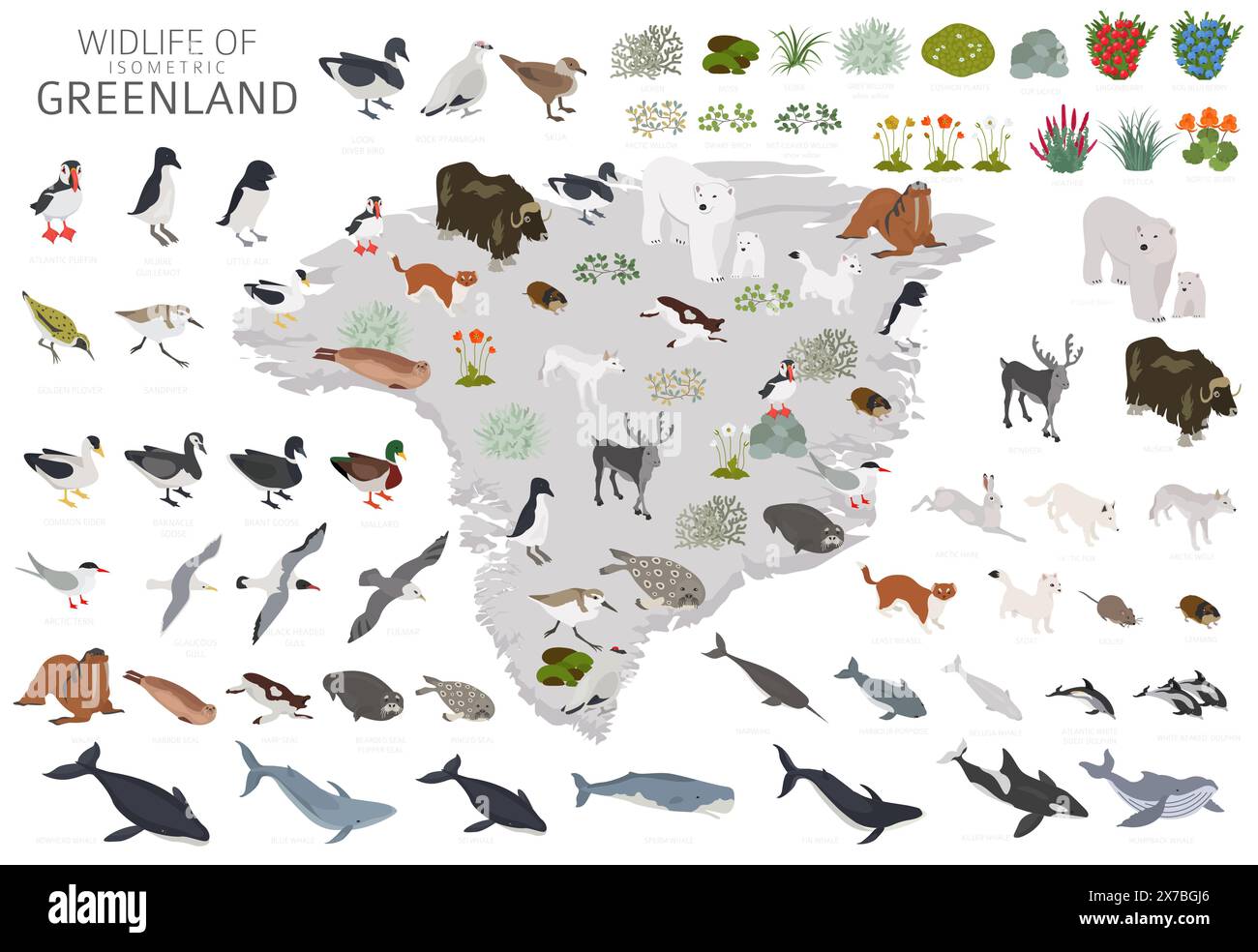 Isometric 3d design of Greenland wildlife. Animals, birds and plants constructor elements isolated on white set. Build your own geography infographics Stock Vector