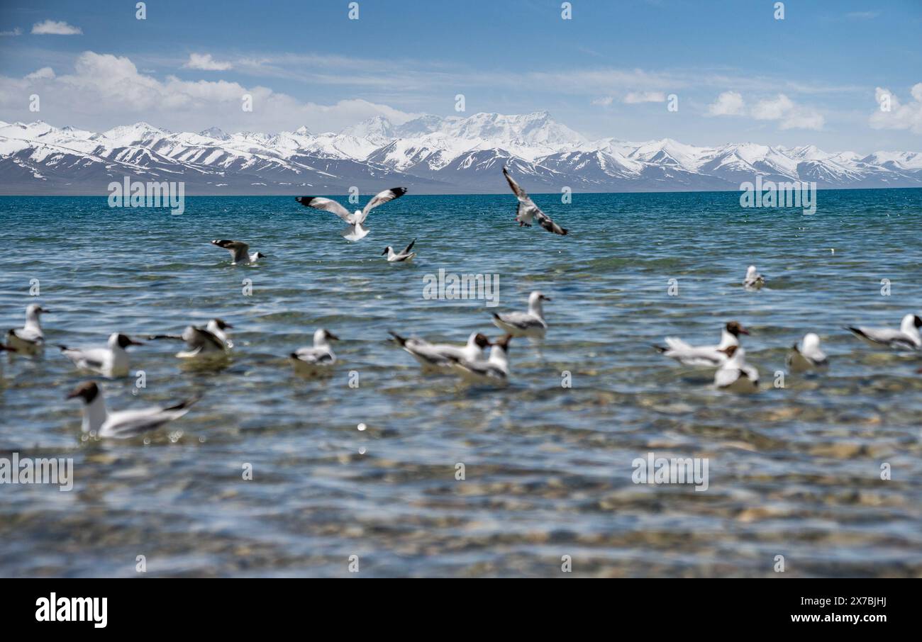 Lhasa. 19th May, 2024. Brown-headed gulls are pictured at the Lake Namtso in southwest China's Xizang Autonomous Region, May 19, 2024. As temperature rises and ice melts, the Lake Namtso will enter its tourism season. Credit: Tenzin Nyida/Xinhua/Alamy Live News Stock Photo