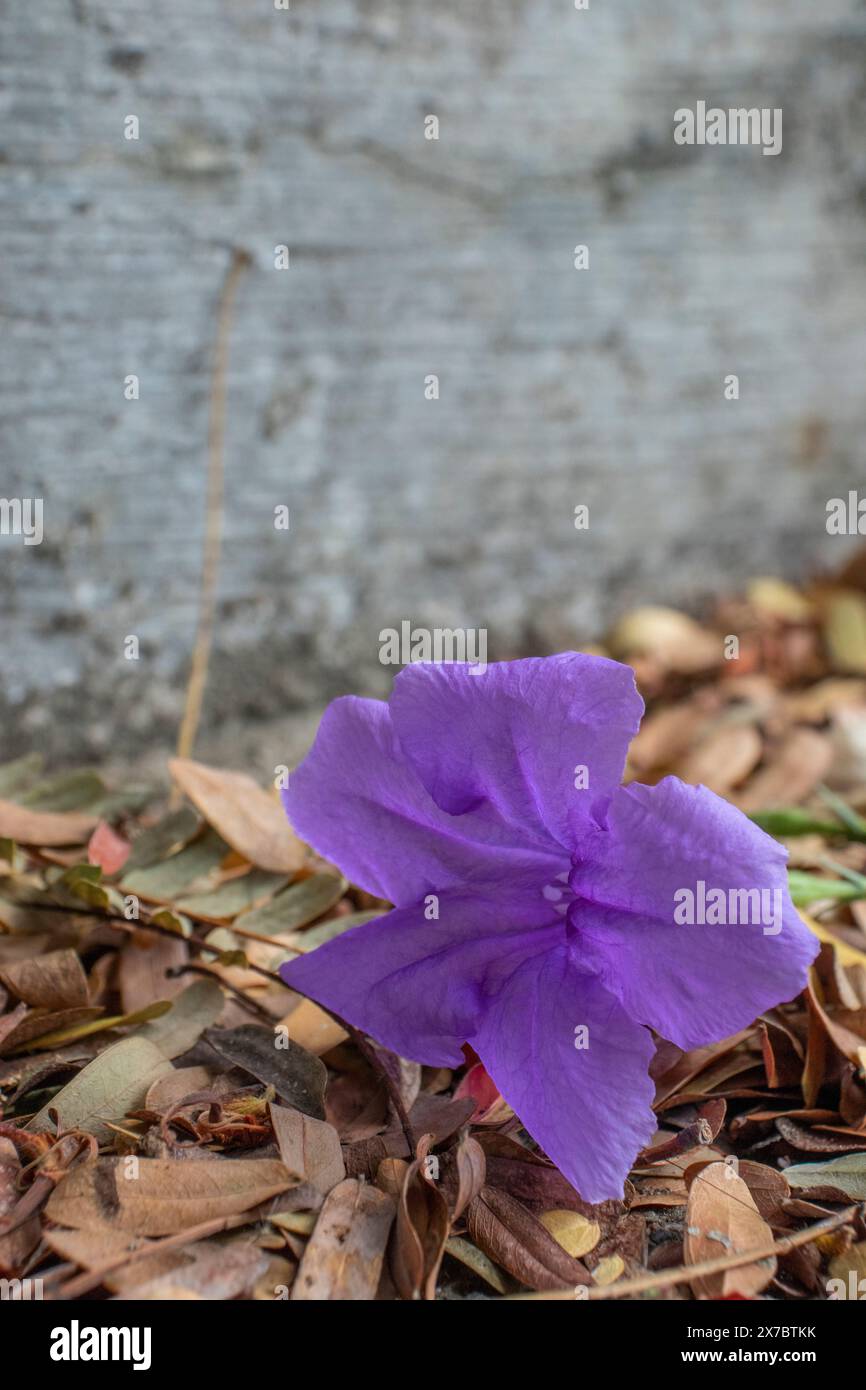 A purple flower growing on a cracked road, can be used for a concept ...