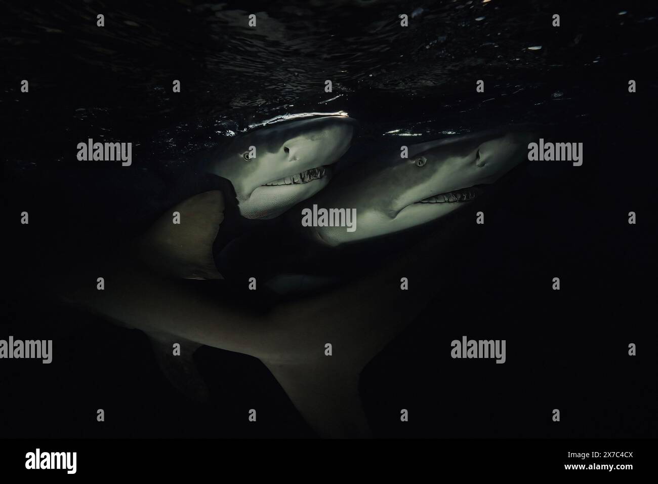 Shark dive tiger beach Bahamas Stock Photo - Alamy