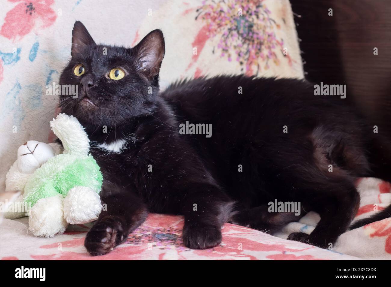 Big cat character hi-res stock photography and images - Alamy