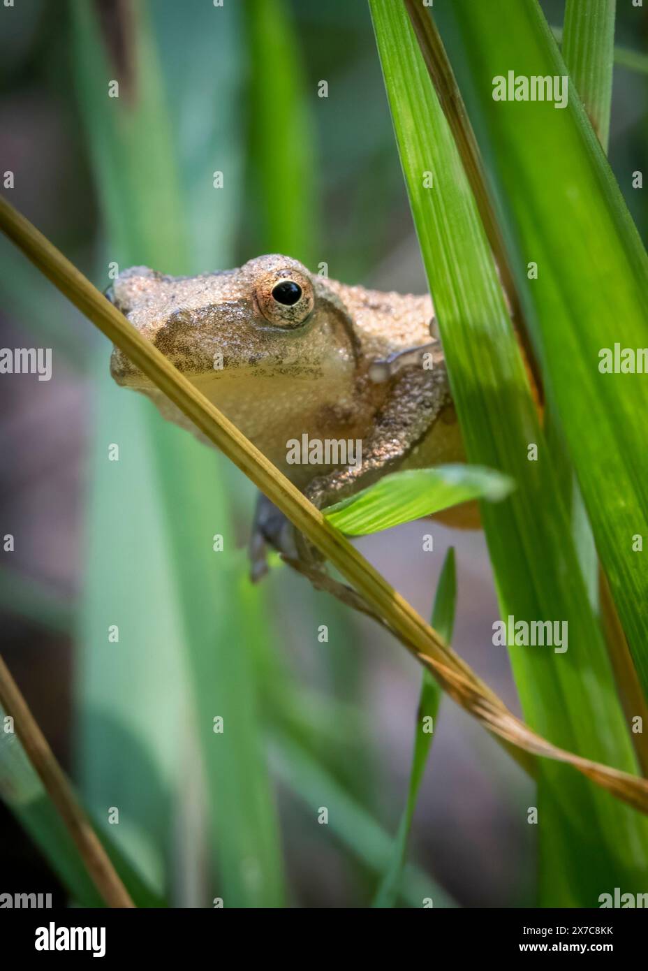 A small spring peeper, a tiny frog no larger than a thumb, clings to a blade of grass with delicate precision. Stock Photo