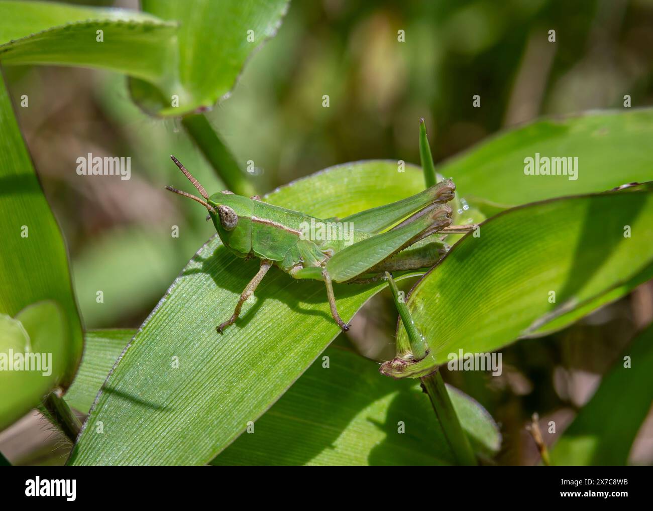 Locust shell hi-res stock photography and images - Alamy