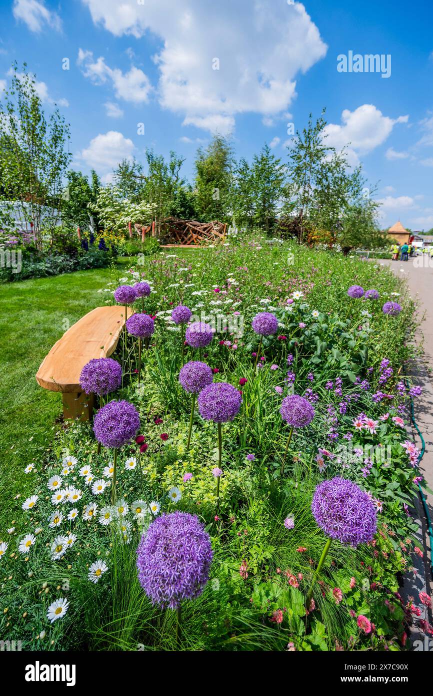 London, UK. 19th May, 2024. Aliums lead the way in to the RHS Britain in Bloom 60th Anniversary: The Friendship Garden, Designed by Jon and James Wheatley - The RHS Chelsea Flower Show 2024. It runs from 20-25 May. Credit: Guy Bell/17�Թ����� Live News Stock Photo