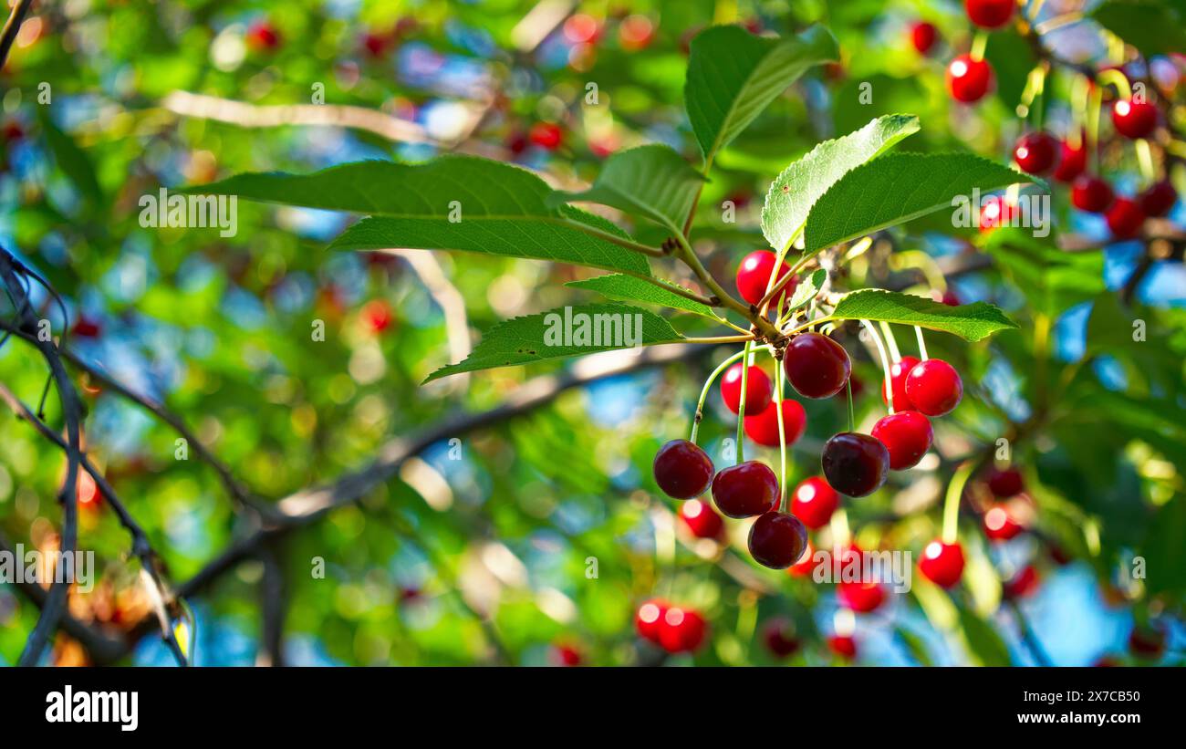 Close-up view of a cherry tree, highlighting glossy red cherries amidst green foliage, symbolizing freshness and organic produce. Stock Photo