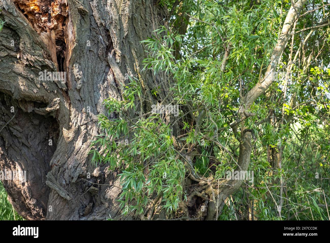 Distorted tree growth hi-res stock photography and images - Alamy