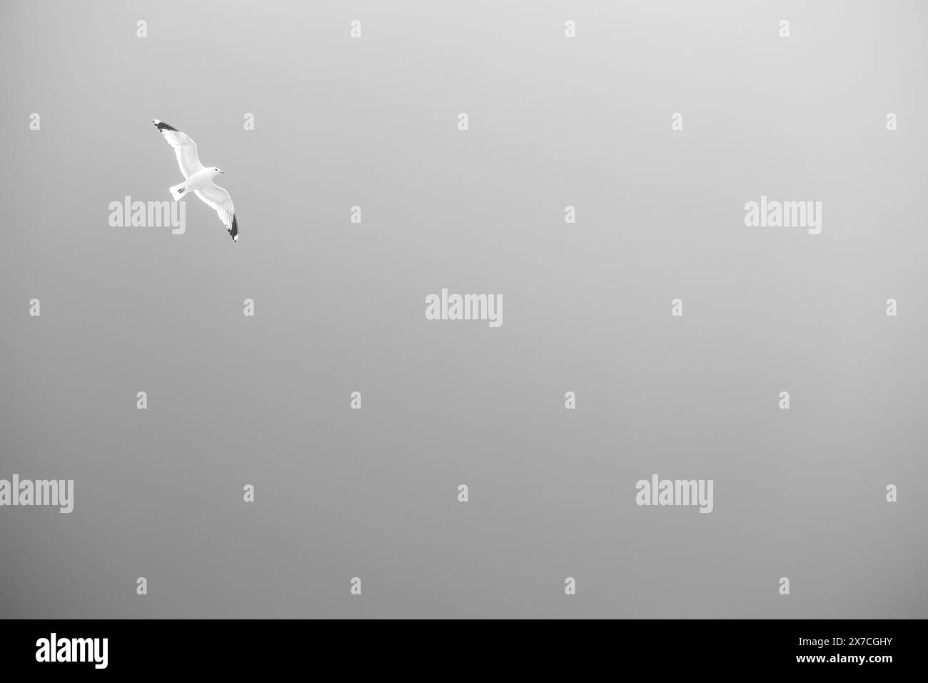 A single seagull on the sky in black and white Stock Photo - Alamy