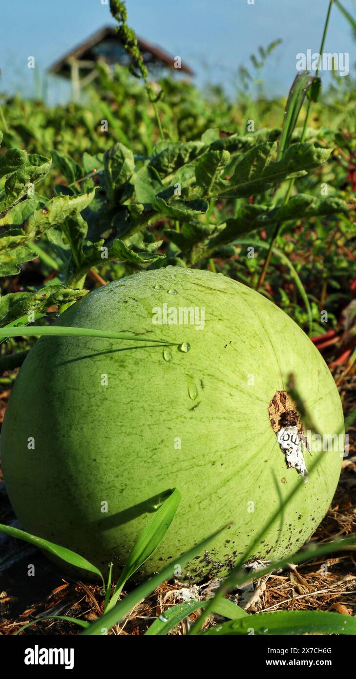 Watermelon field fruit hi-res stock photography and images - Page