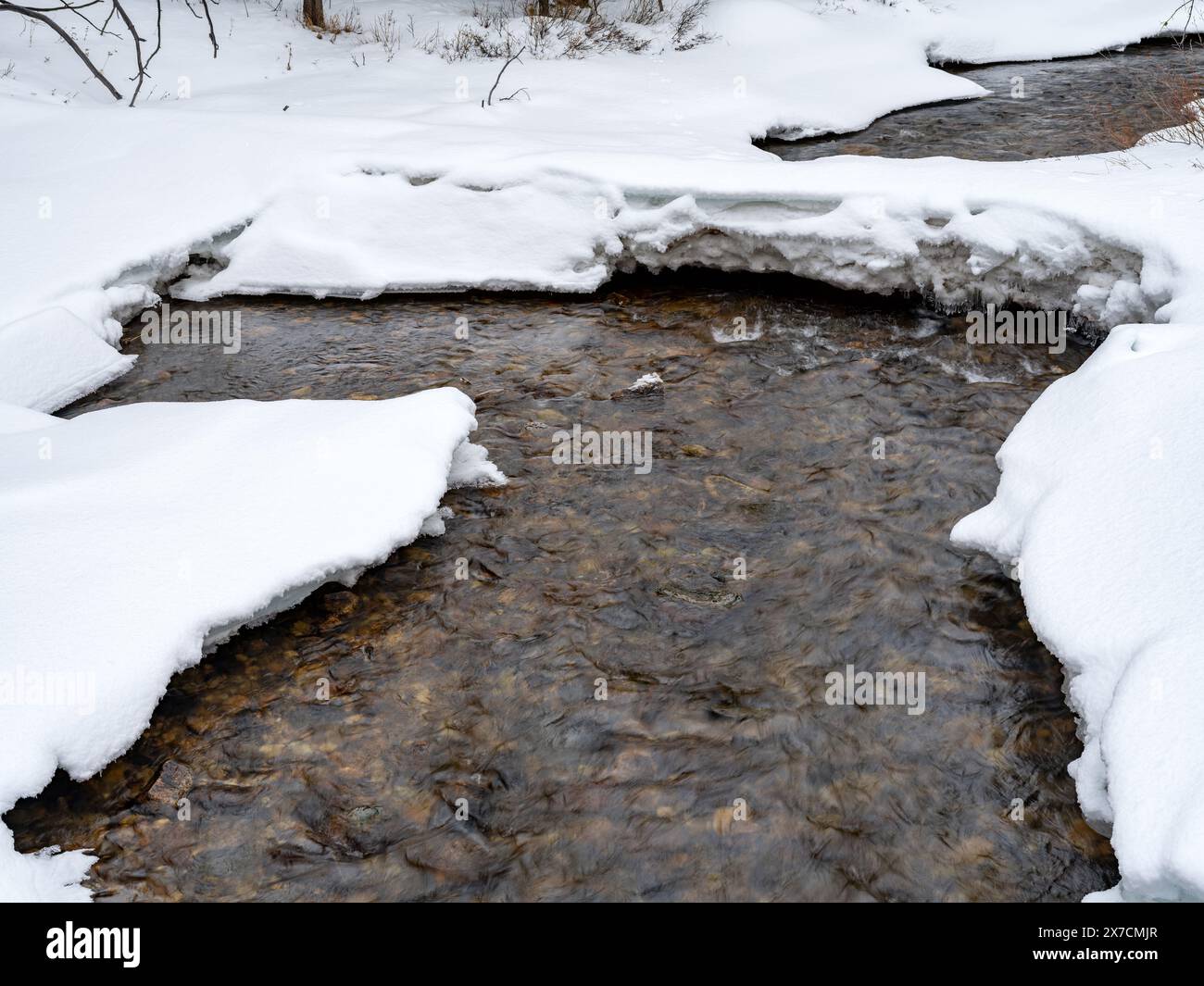Cold winter forest with a creek Stock Photo