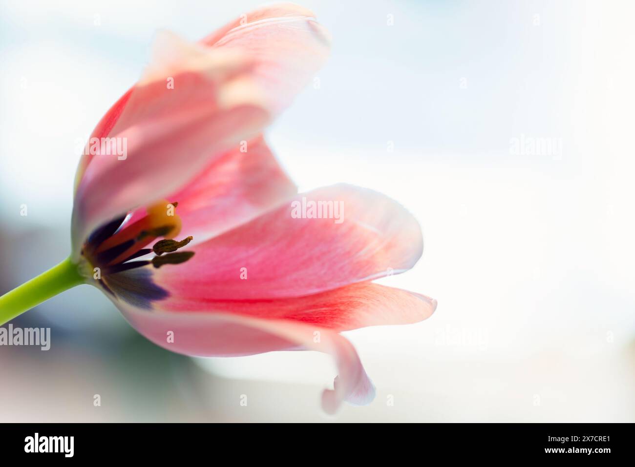 Pink tulip flower, macro photo with selective soft focus Stock Photo