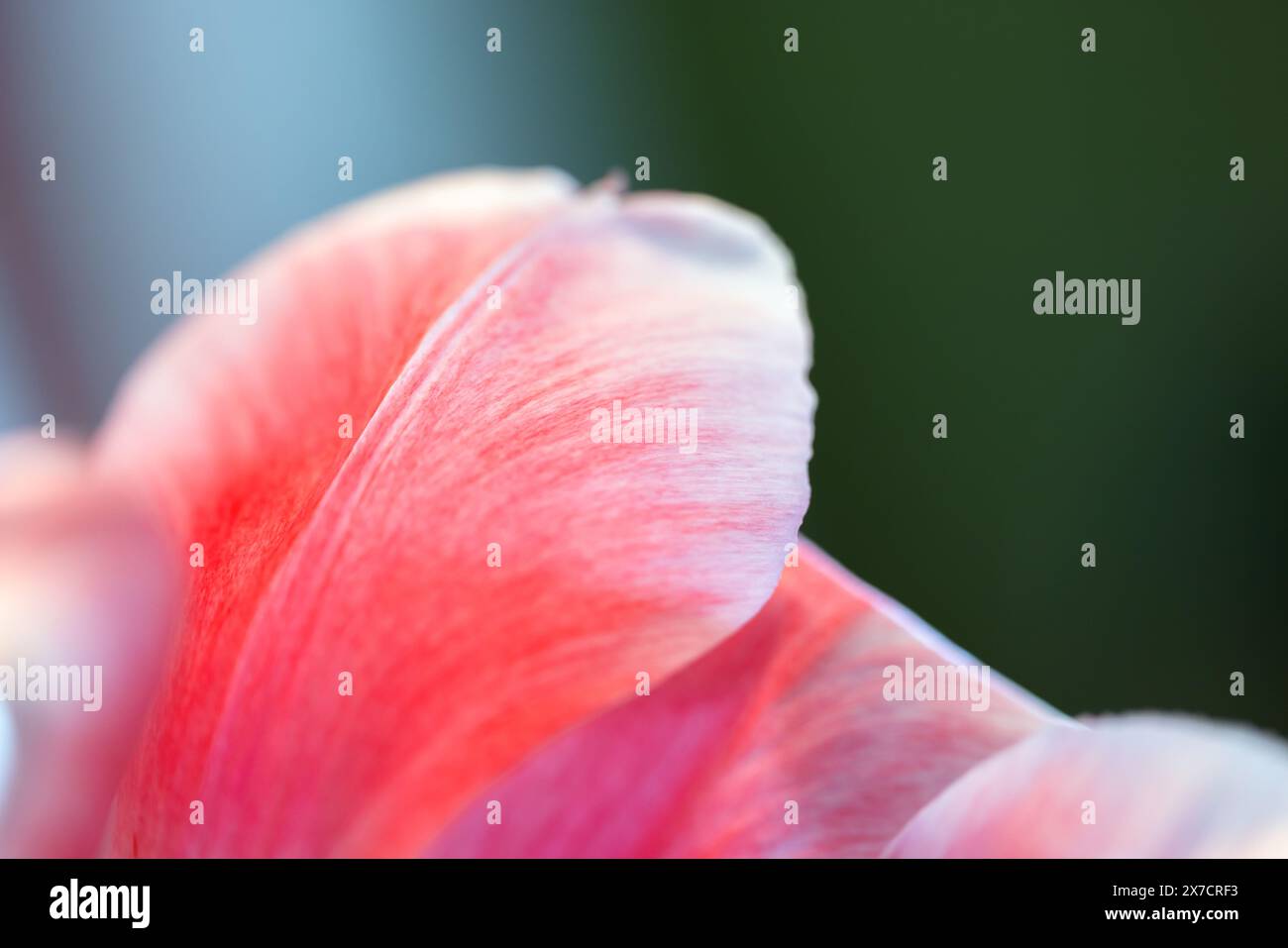 Petals of a pink tulip, macro photo with selective soft focus Stock Photo