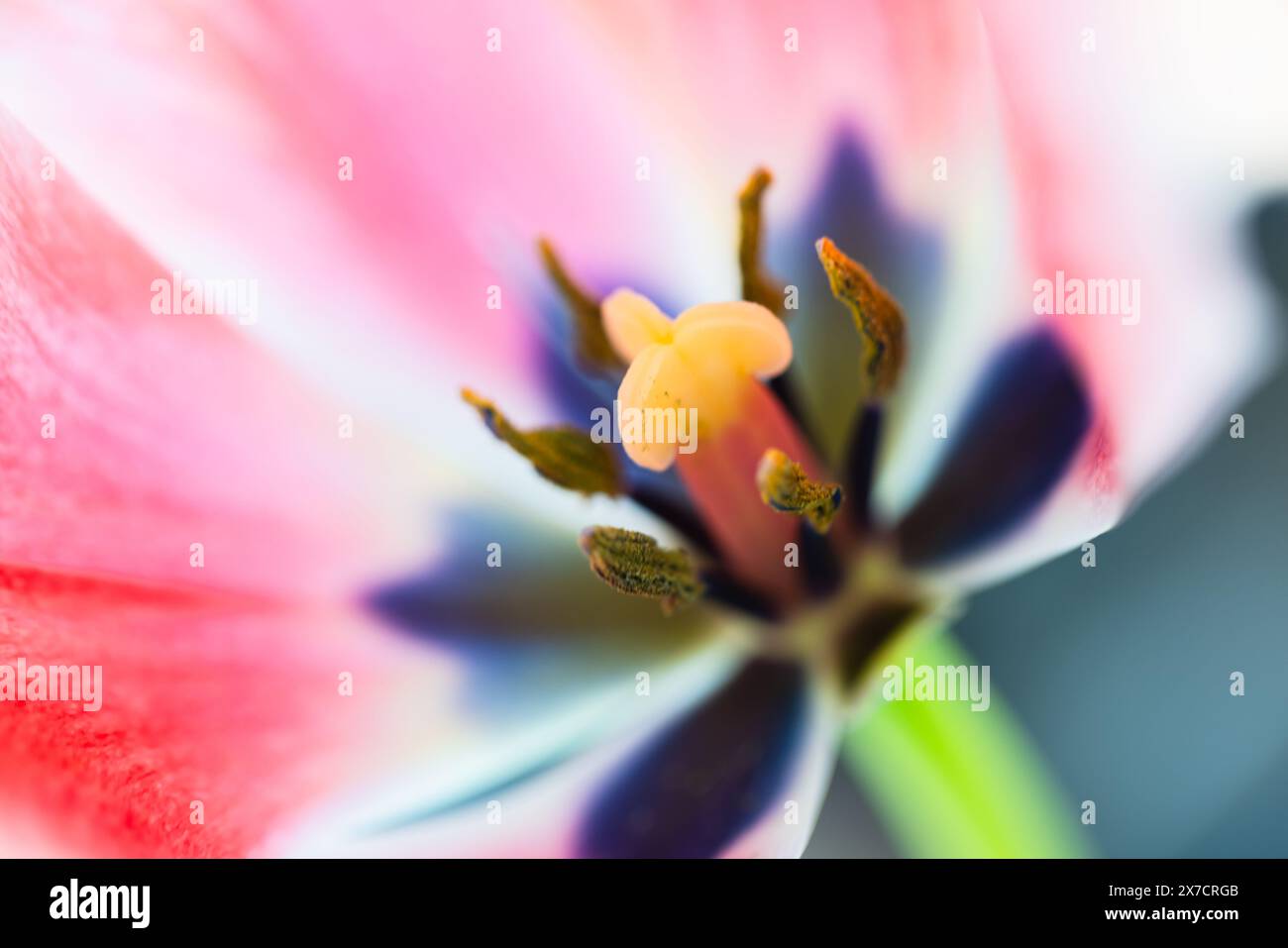 Pistil and stamens of a tulip flower, macro photo with selective soft focus Stock Photo
