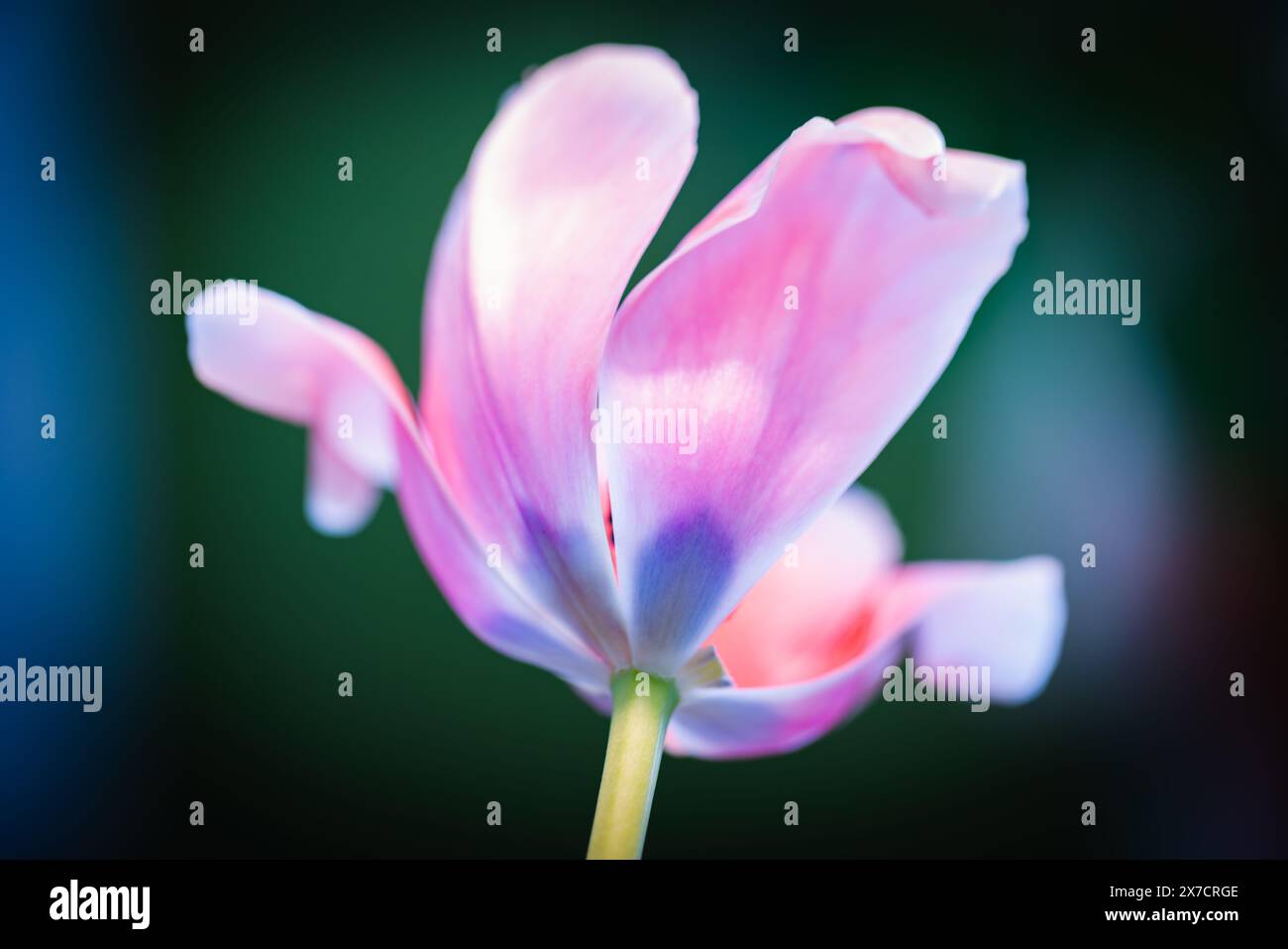 Pink tulip flower is over dark blurred background, macro photo with selective soft focus Stock Photo