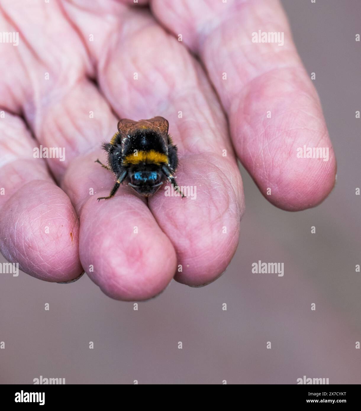 Insects pollination hi-res stock photography and images - Alamy