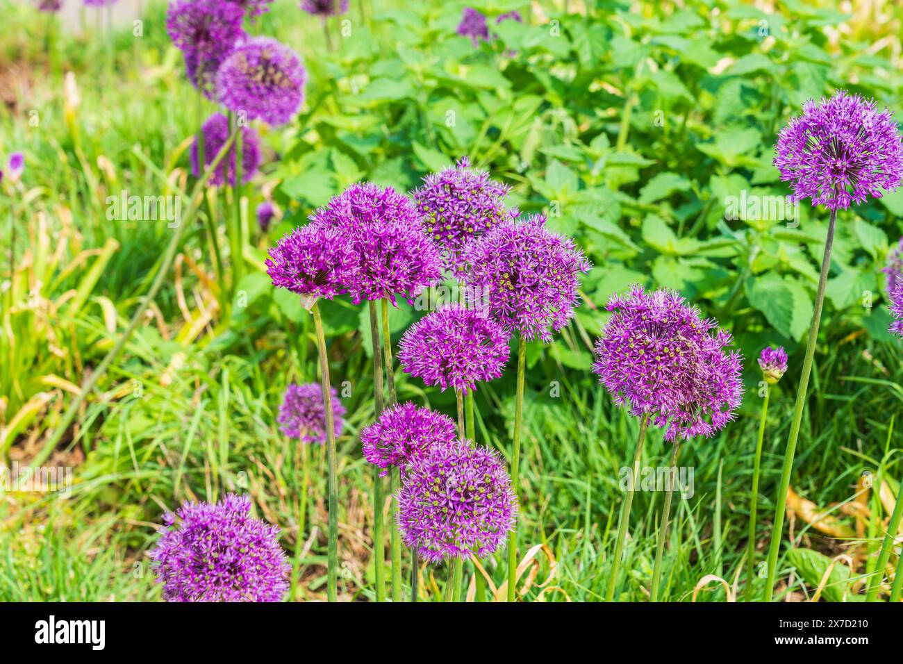 Purple Aliums flower (Alium Sativum) in spring Stock Photo