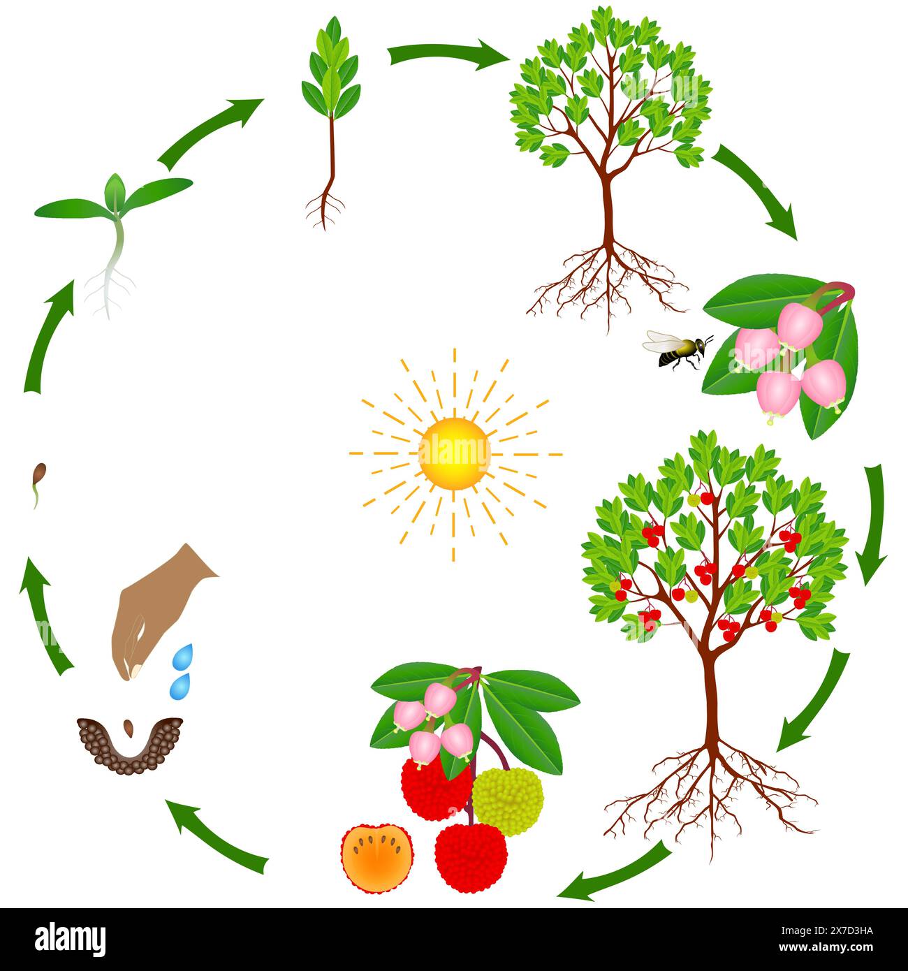 Life cycle of strawberry arbutus plant on a white background Stock ...