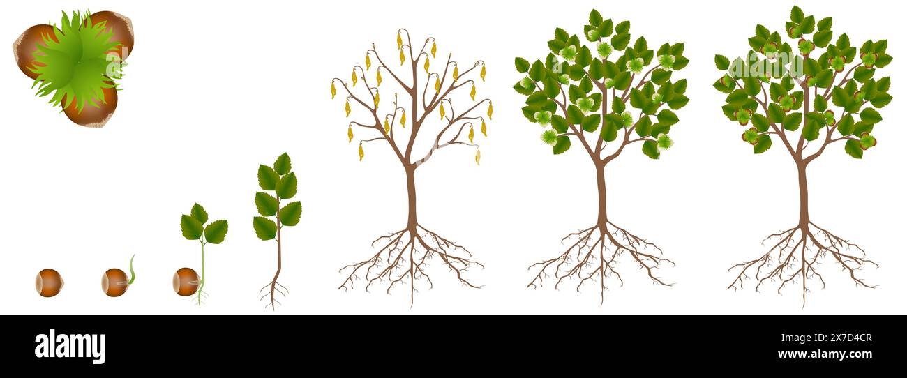 Root Cycle Cycle of growth of hazelnut plant on a white background Stock Vector ...