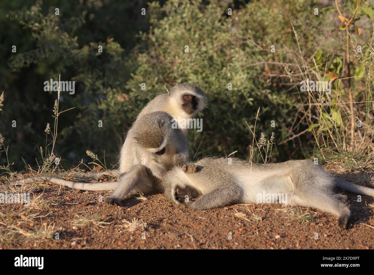 Grüne Meerkatze / Vervet monkey / Cercopithecus aethiops Stock Photo