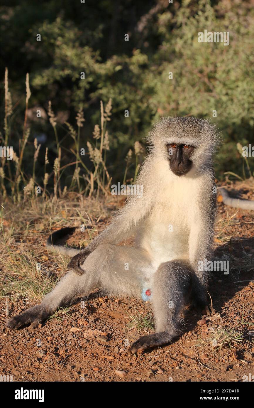 Grüne Meerkatze / Vervet monkey / Cercopithecus aethiops Stock Photo
