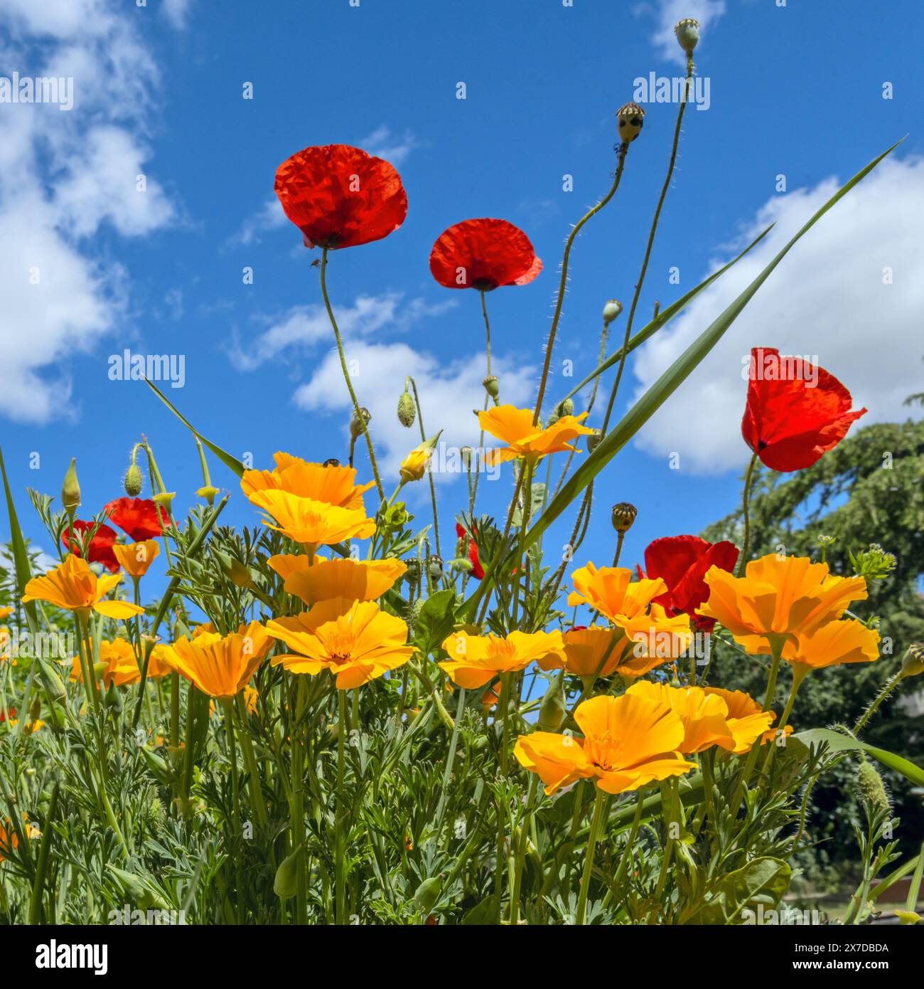 Golden Poppies California Poppies basking in the sun in a field Stock Photo