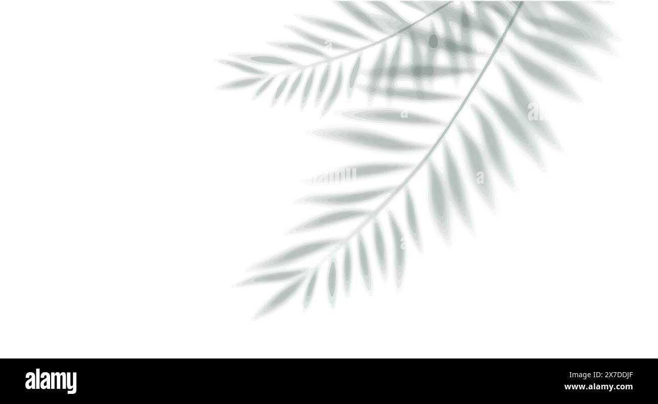 Palm Leaf Shadow With White Background. Stock Vector