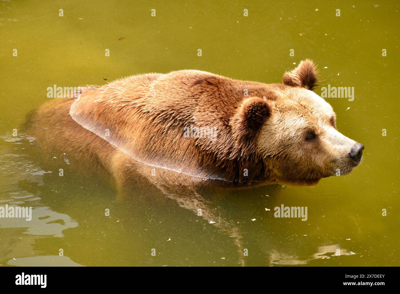 Eurasian brown bear Ursus arctos arctos in water in captivity in its pool enclosure in Sofia Zoo; Sofia Bulgaria; Eastern Europe; Balkans; EU Stock Photo