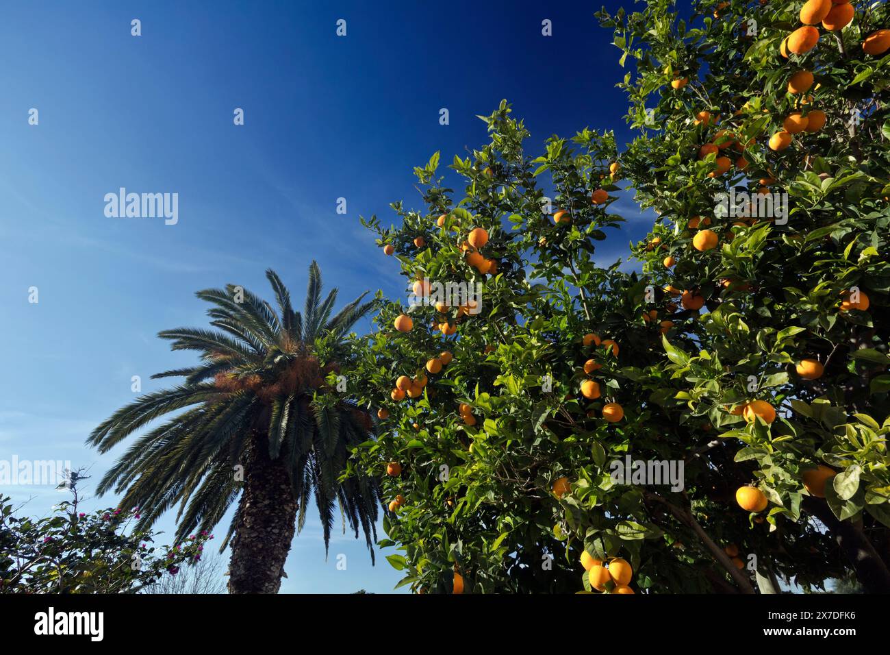 Italy, Sicily, countrydide, orange tree and palm tree in a private garden Stock Photo