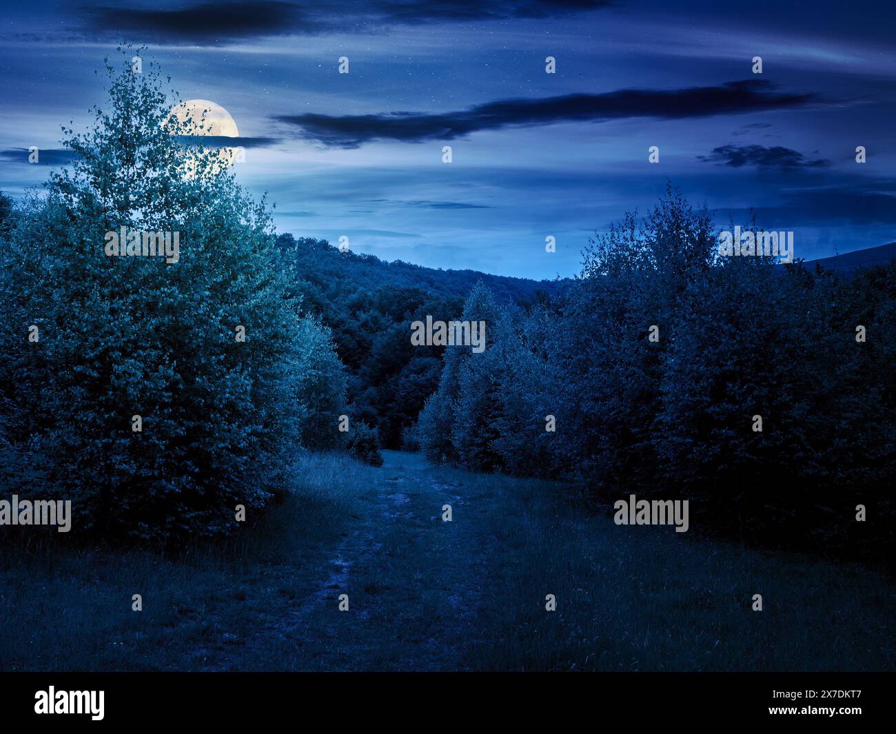 trees on the hill in summer scenery at night. beautiful mountain landscape in full moon light Stock Photo