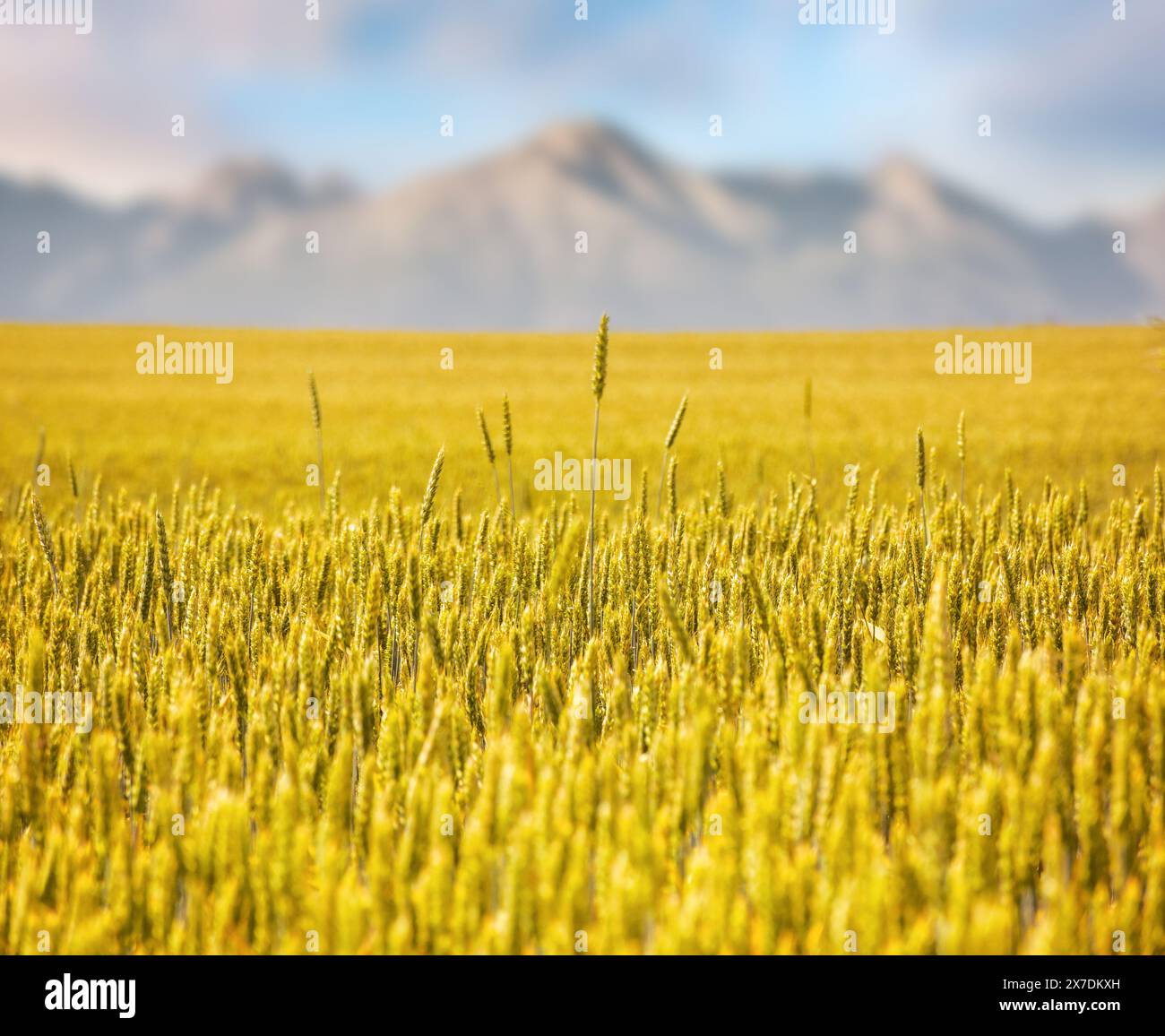 wheat field in slovakia on a sunny day. rural landscape in early summer. high tatra mountain ridge blurred in the distance. composite image Stock Photo