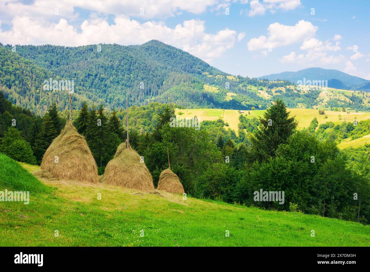 haystacks on a grassy hill. traditional rural scenery of mountainous carpathian countryside of ukraine. calm sunny afternoon with cloud on the sky Stock Photo
