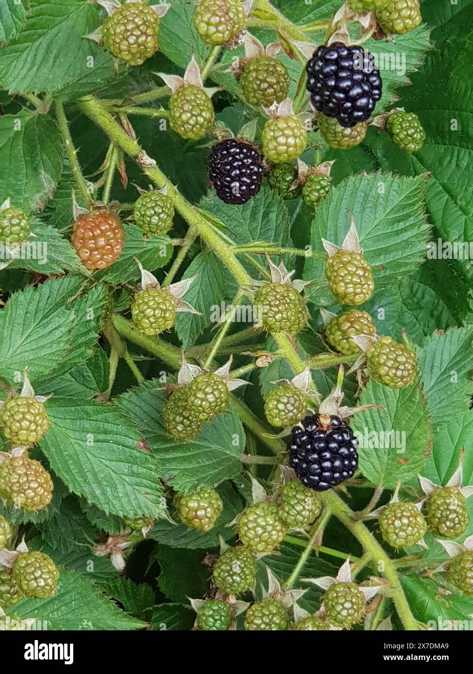 bush with ripening blackberries in a garden, natural light, summer ...