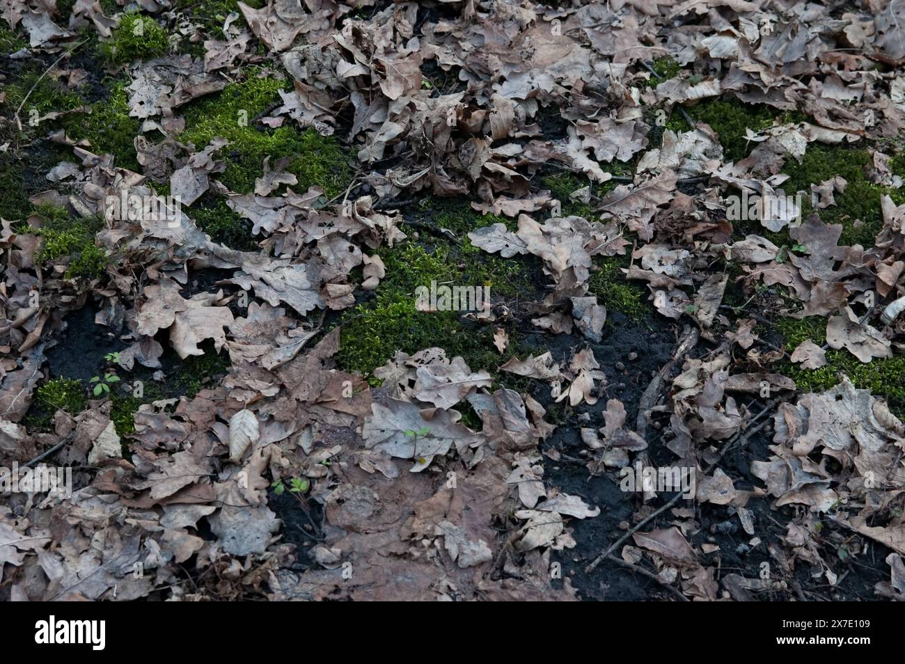 the ground covered with green moss and fallen oak leaves Stock Photo ...