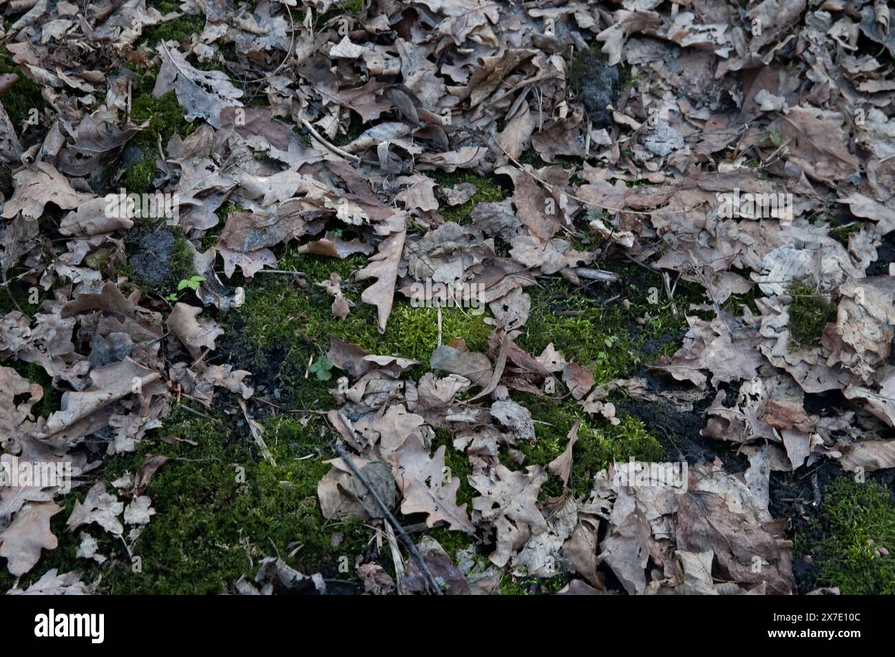 the ground covered with green moss and fallen oak leaves Stock Photo ...