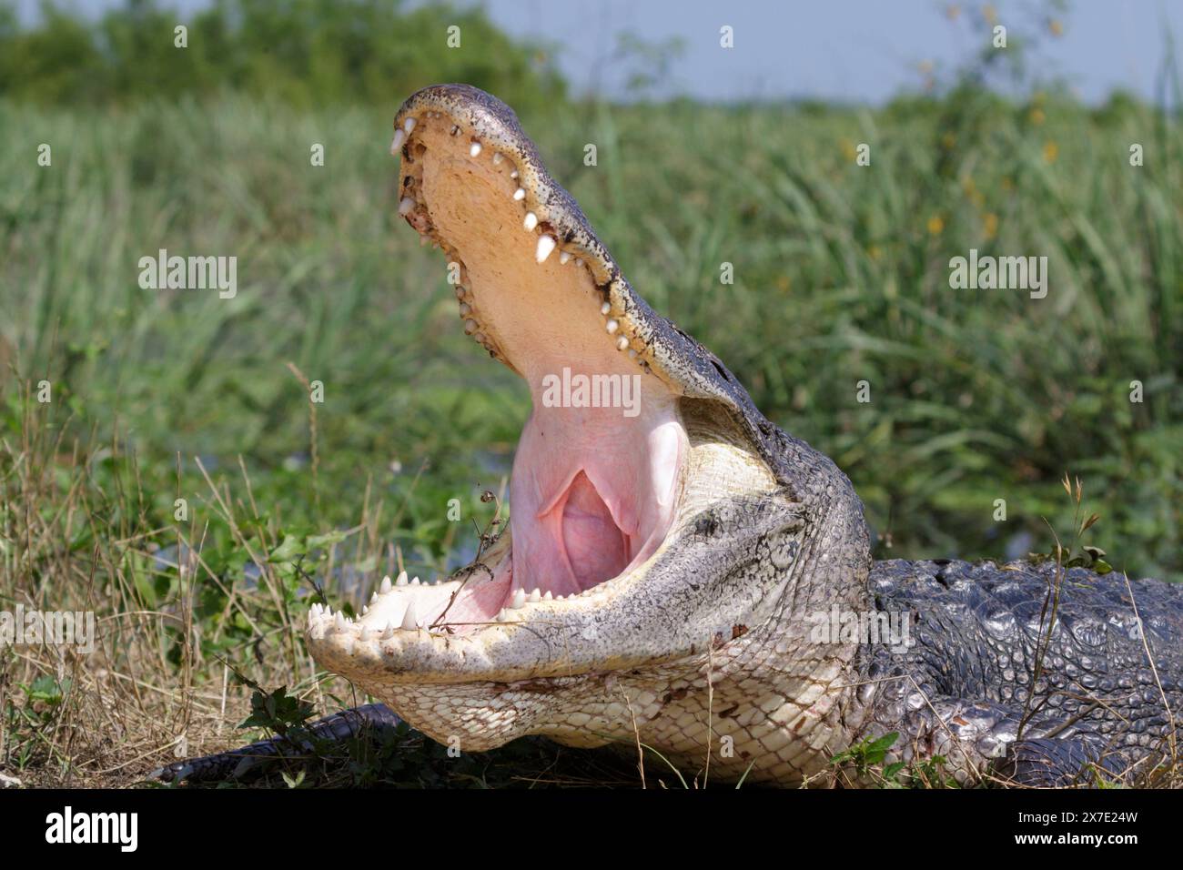 Why Do Alligators Open Their Mouths