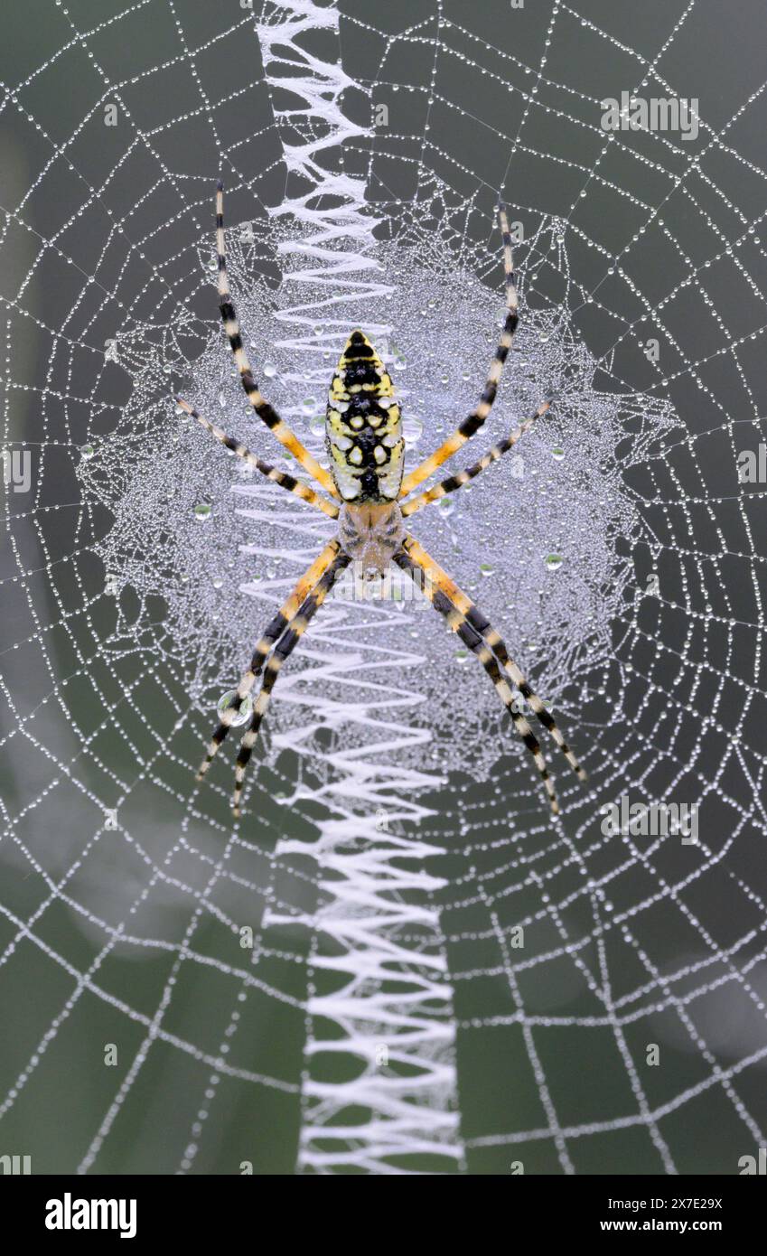 Black and yellow Garden Spider Argiope Aurantia Young Female In The Black and yellow Garden Spider Argiope Aurantia Young Female In The