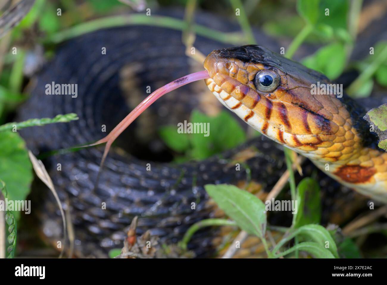 Banded water snake or southern water snake (Nerodia fasciata) with tongue extended, Brazos Bend State Park, Texas, USA. Stock Photo
