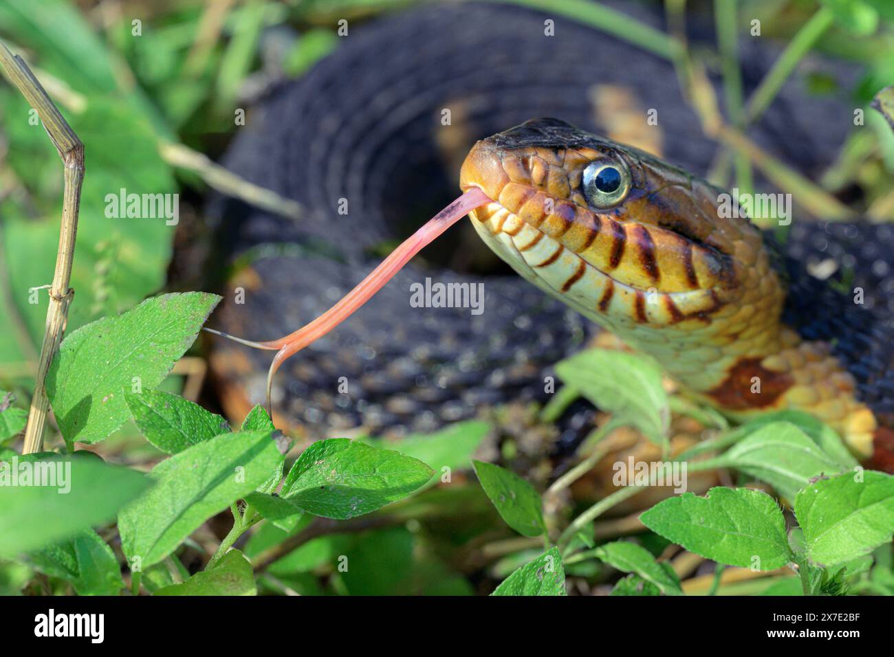 Banded water snake or southern water snake (Nerodia fasciata) with tongue extended, Brazos Bend State Park, Texas, USA. Stock Photo