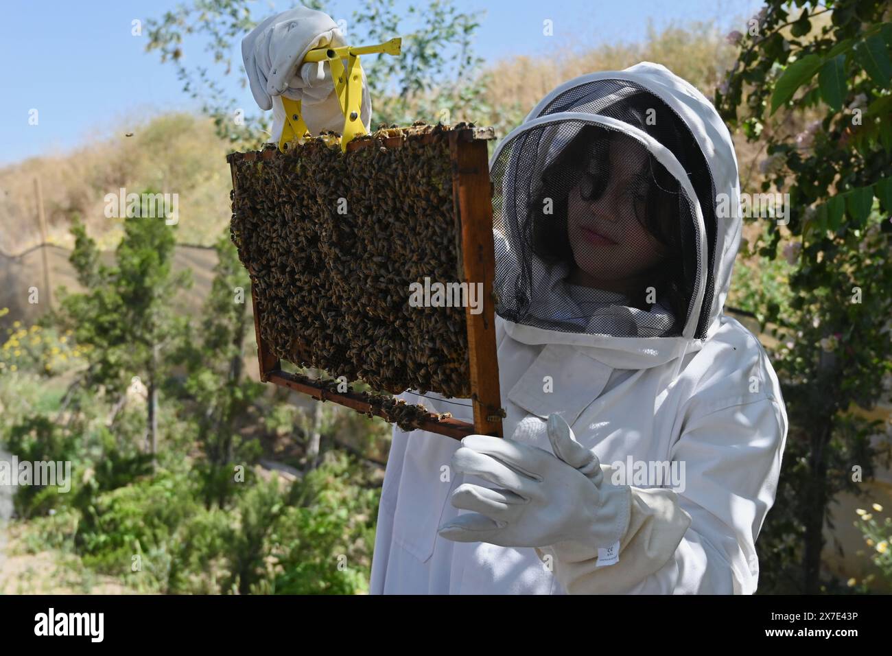 Studying bees hi-res stock photography and images - Alamy