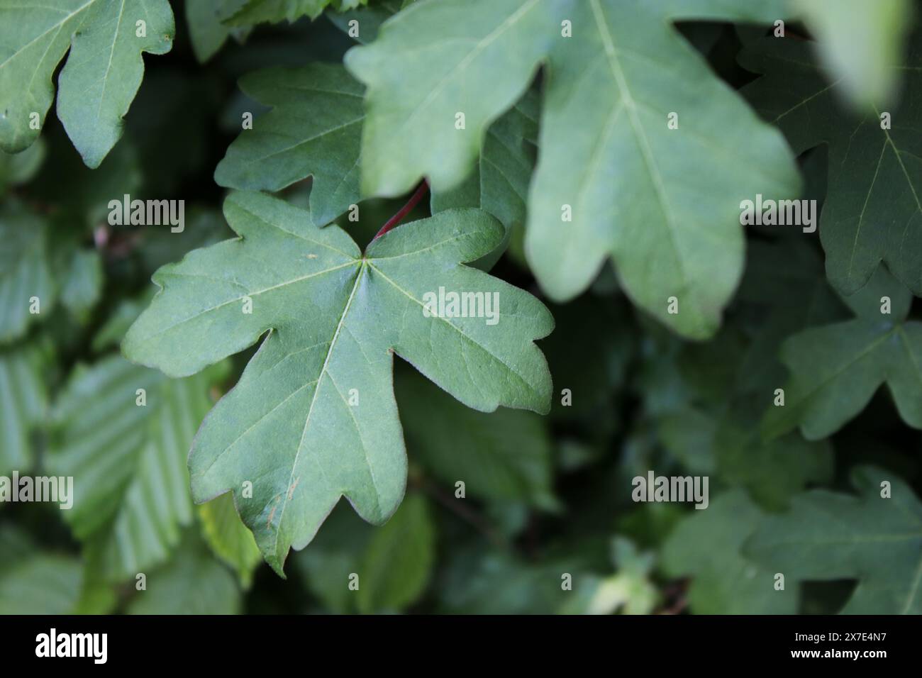Green leaves flora in nature hi-res stock photography and images - Alamy